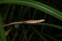 Takydromus septentrionalis