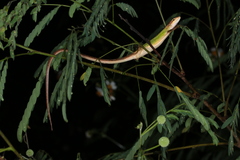 Takydromus septentrionalis