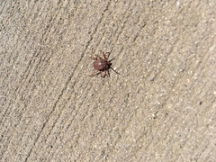 Amblyomma triguttatum