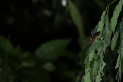 Takydromus septentrionalis