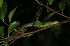 Takydromus septentrionalis