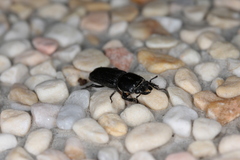 Figulus binodulus