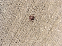 Amblyomma triguttatum