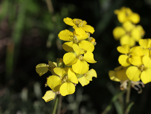 Erysimum grandiflorum, photograph 2