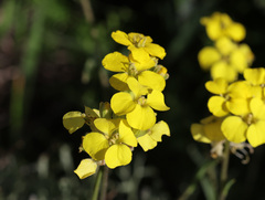 Joey Bom, CC BY, iNaturalist via GBIF Erysimum grandiflorum, photograph Joey Bom, CC BY, iNaturalist via GBIF