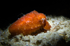 Sepia bandensis
