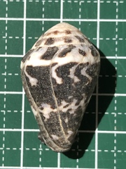 Conus chaldaeus