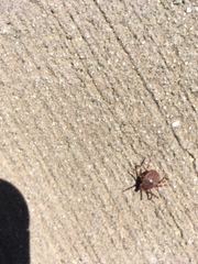 Amblyomma triguttatum