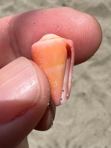 Conus daucus observed 2025-07-10