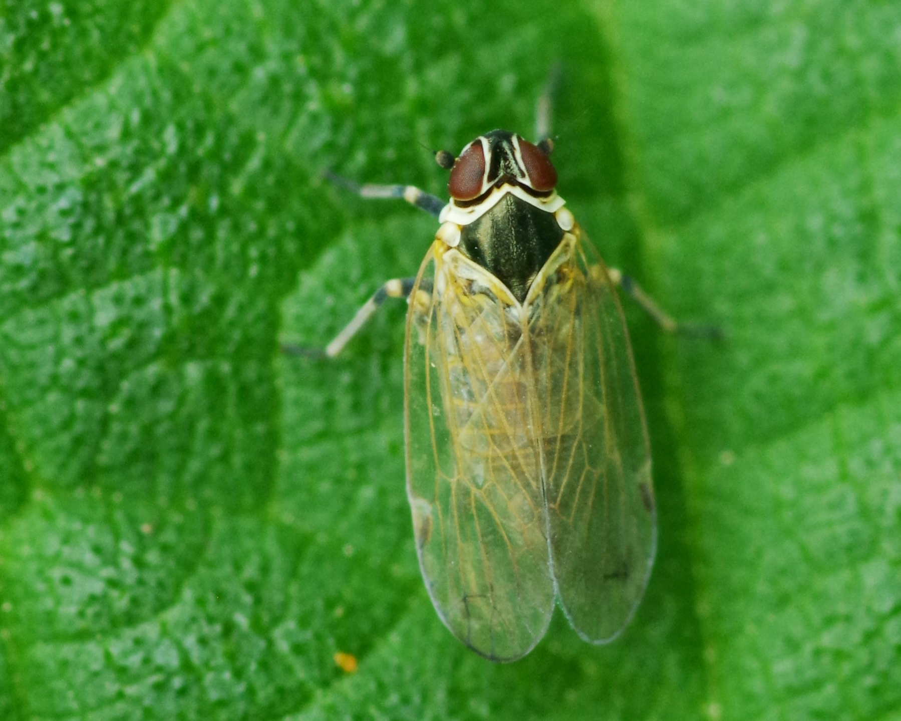 Altes Insect Hyalesthes obsoletus | Insect Vectors of Plant Disease