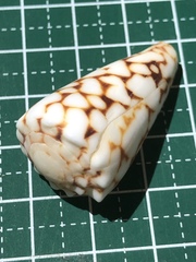 Conus bandanus