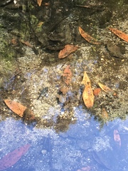 Pseudacris cadaverina