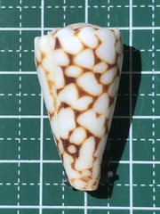 Conus bandanus