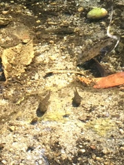 Pseudacris cadaverina