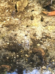 Pseudacris cadaverina