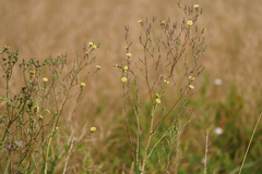 prickly lettuce