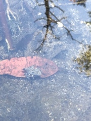 Pseudacris cadaverina