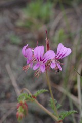Pelargonium multicaule