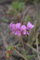 Pelargonium multicaule