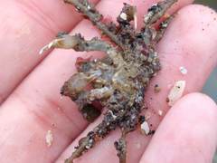 Pyromaia tuberculata