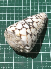 Conus bandanus