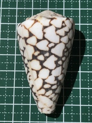 Conus bandanus
