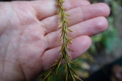 Phlegmariurus billardierei