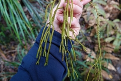 Phlegmariurus billardierei