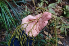 Phlegmariurus billardierei