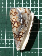 Conus bandanus