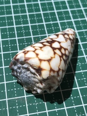 Conus bandanus