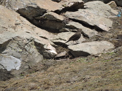 Turdus maximus