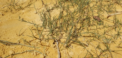 Desfontaines' Rush (Juncus fontanesii)