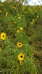 Helianthus maximiliani