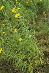 Helianthus maximiliani