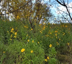 Helianthus maximiliani
