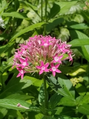 Pentas