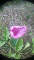 Ipomoea