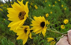 Helianthus maximiliani