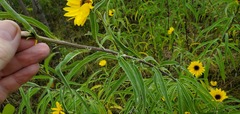 Helianthus maximiliani