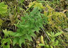 Solidago
