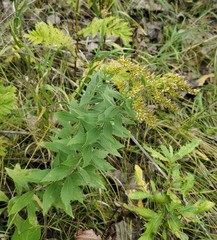 Solidago