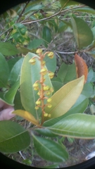 Byrsonima crassifolia