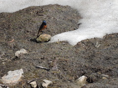 Phoenicurus frontalis