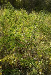 Amorpha fruticosa