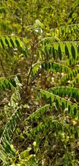 Amorpha fruticosa