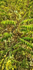 Amorpha fruticosa
