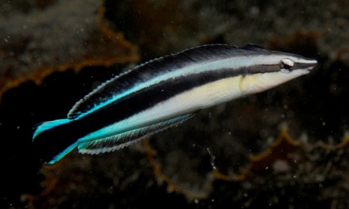 Aspidontus taeniatus Quoy & Gaimard, 1834