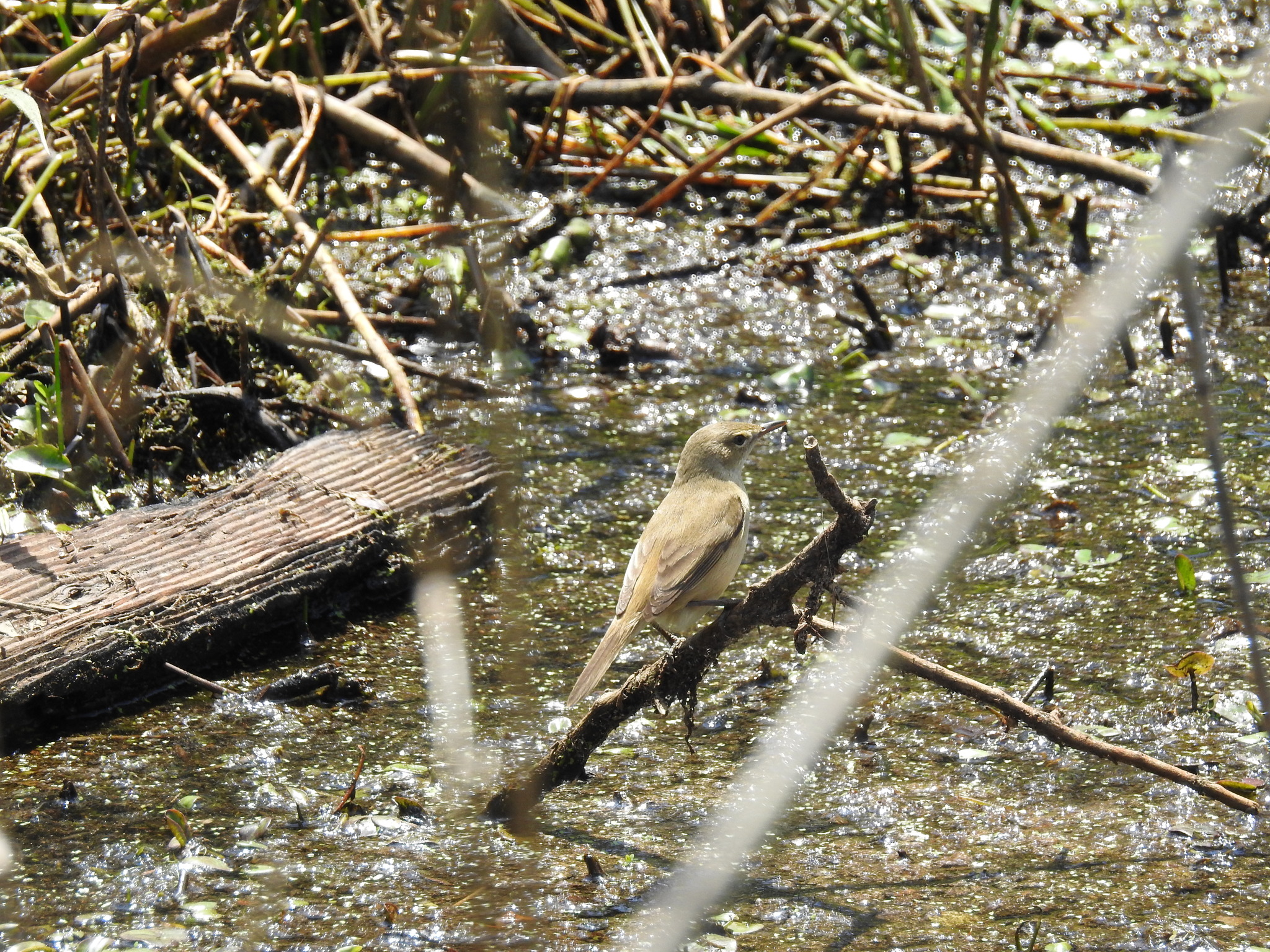Australian Reed Warbler