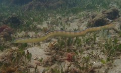 Xiphasia setifer